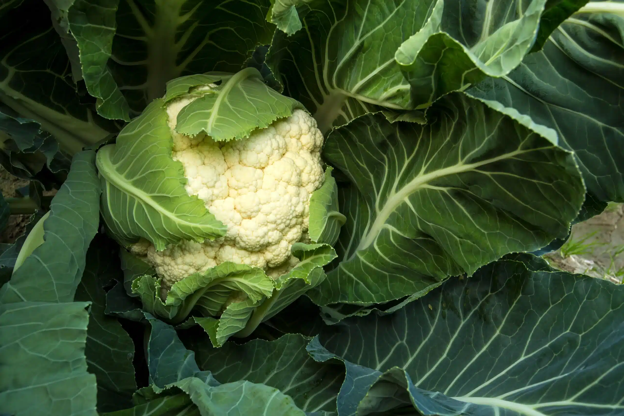 Cauliflower